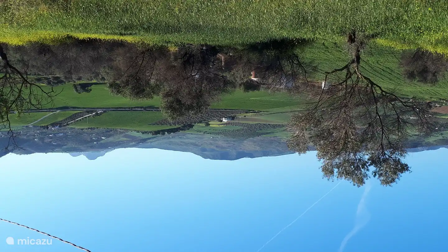 Grüne Natur im Frühling