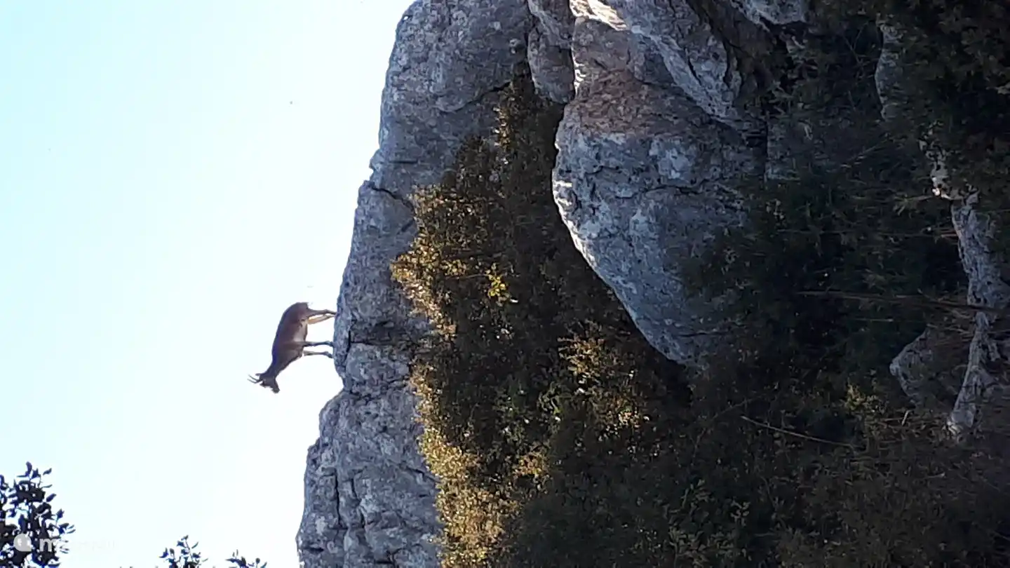 Während Ihres Spaziergangs durch die Naturparks können Sie wahrscheinlich wild lebende Tiere beobachten. Der Steinbock ist einer der ständigen Bewohner des Naturparks El Torcal