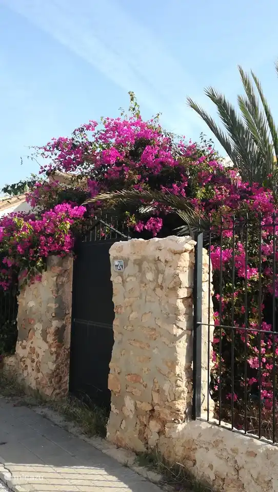 Lots of bougainvillea around