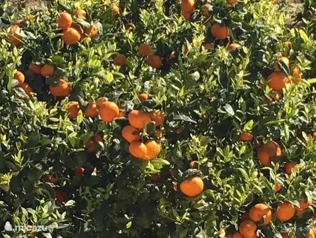 Oranges