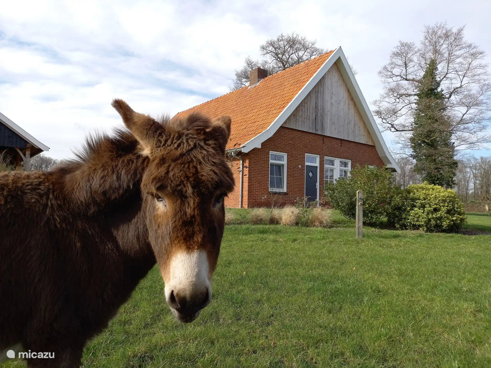 Nuestro vecino, el burro Bertus, también siente curiosidad de vez en cuando.
