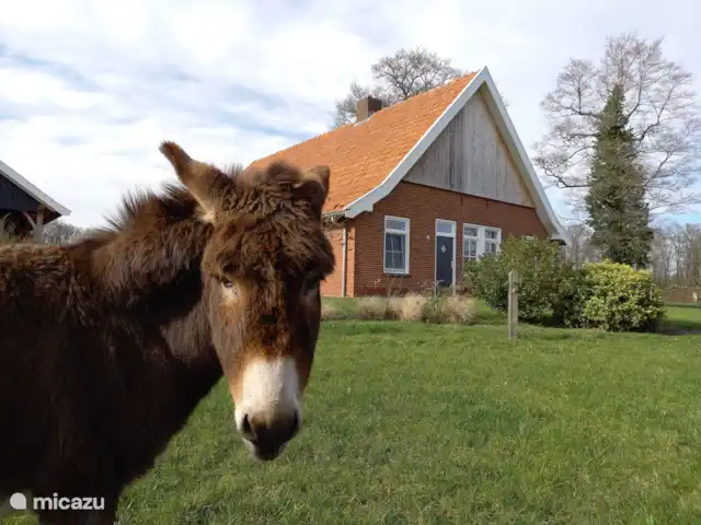 Erve Beertke huren in Nederland, Overijssel, De Lutte - vakantiehuis Onze buurman, ezel Bertus, komt ook af en toe nieuwsgierig zijn.