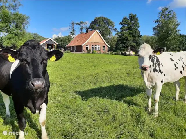 Erve Beertke huren in Nederland, Overijssel, De Lutte - vakantiehuis Tenzij de dames genieten van het verse gras.