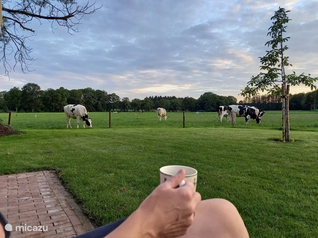 Disfrute del atardecer en la parte trasera.