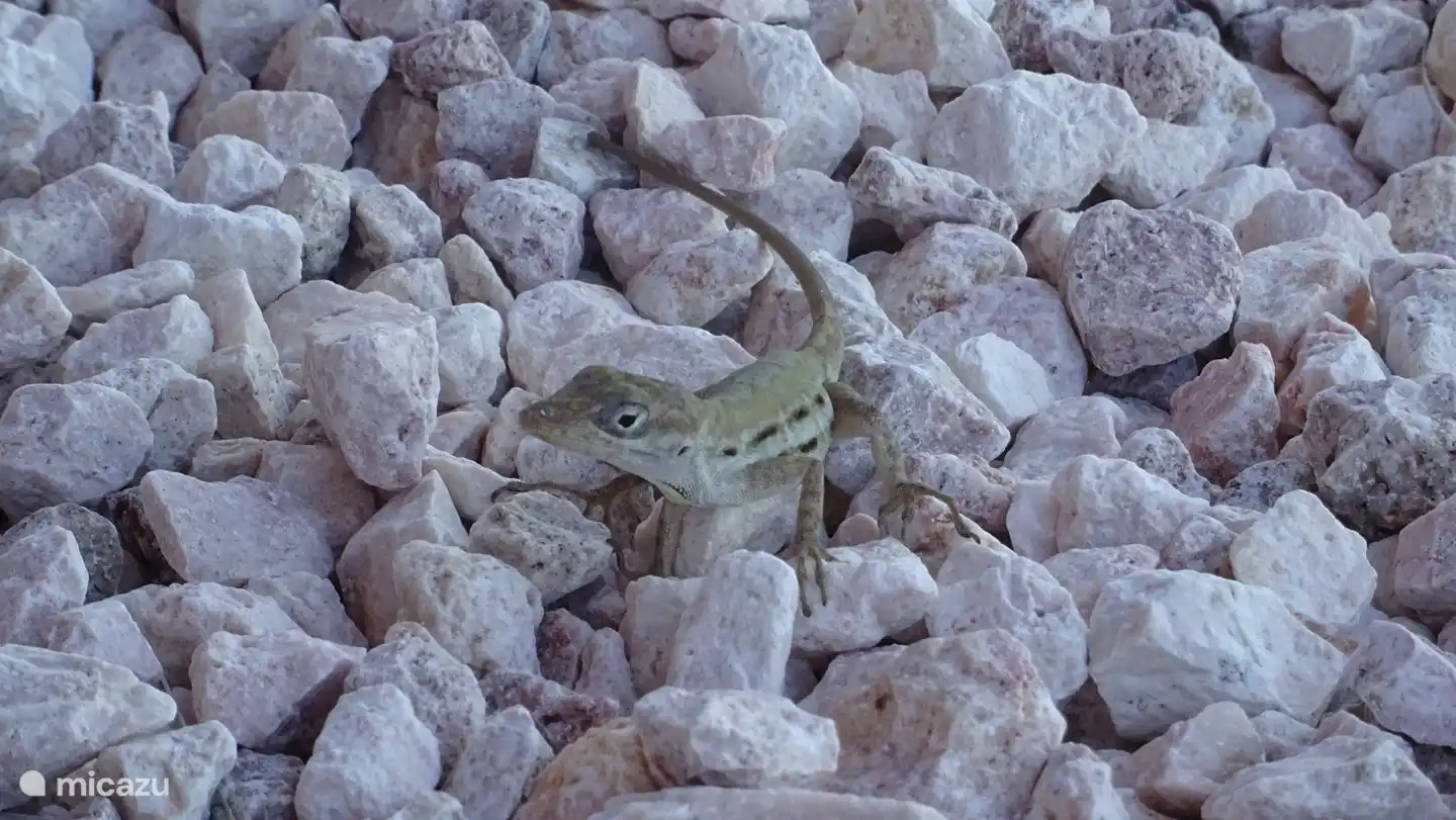 Petit lézard