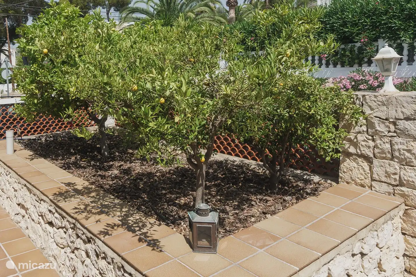 Obstbäume vor der Villa Lotus