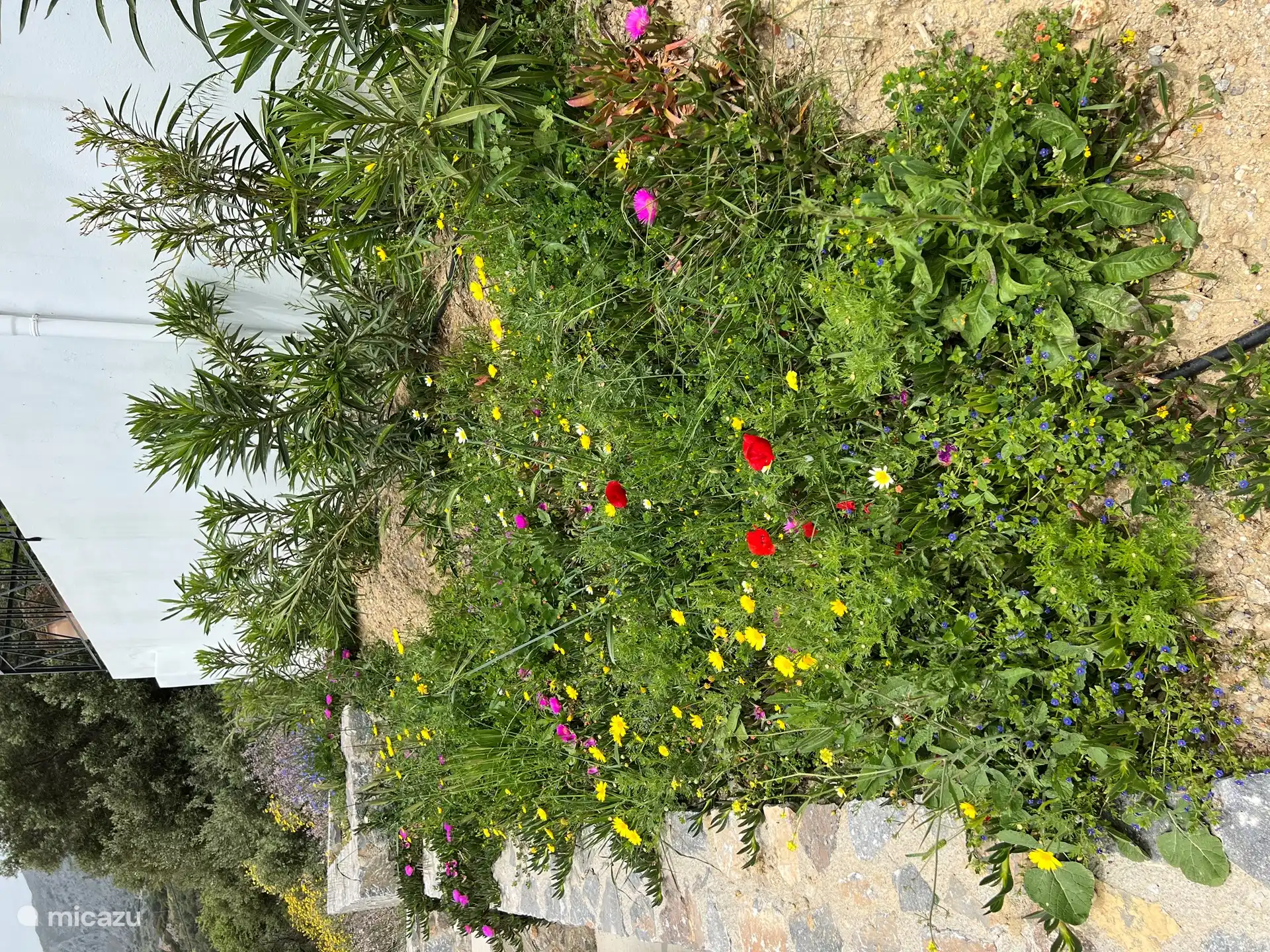 Frühlingsblumen im Garten.