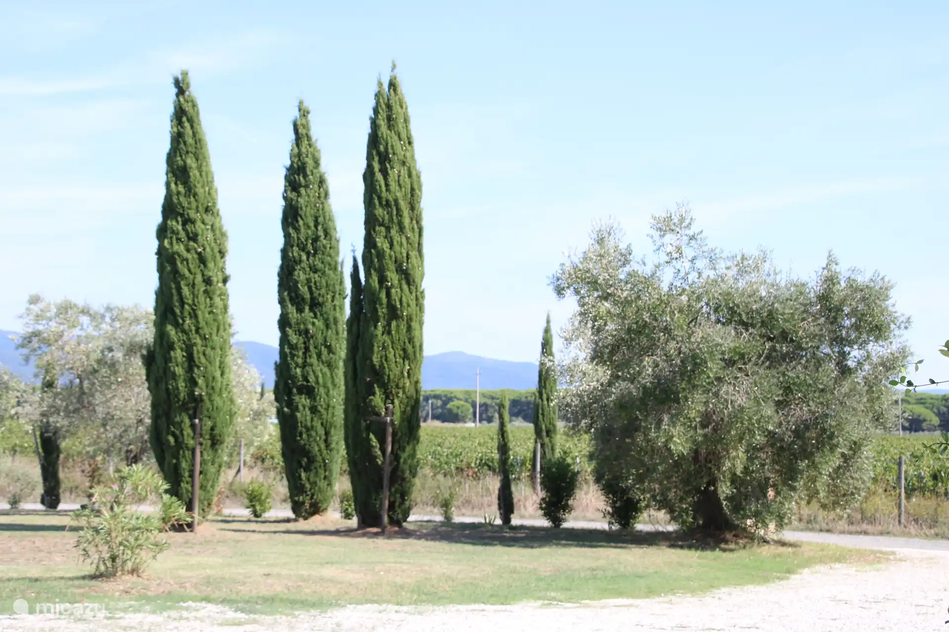 Der Hinterhof mit den Zypressen.