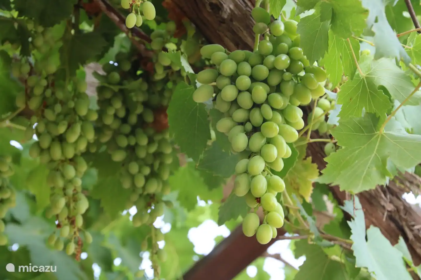 We hebben zowel witte als rode druiven