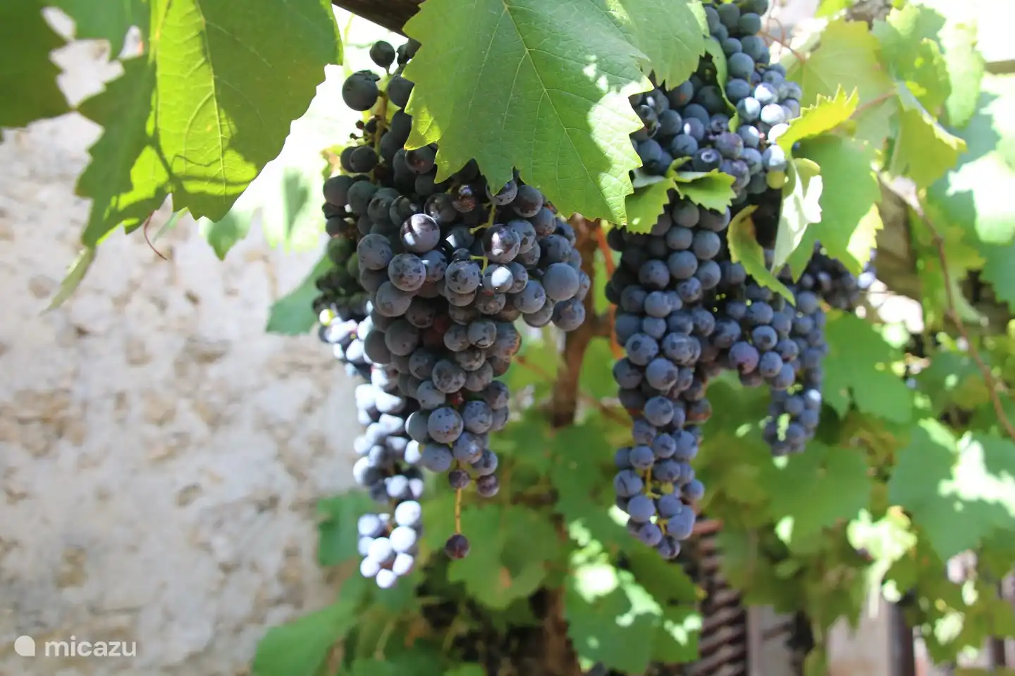 Van de druiven maken we druivensap. We hebben veel te weinig om wijn te maken. Dit laten we over aan de experts