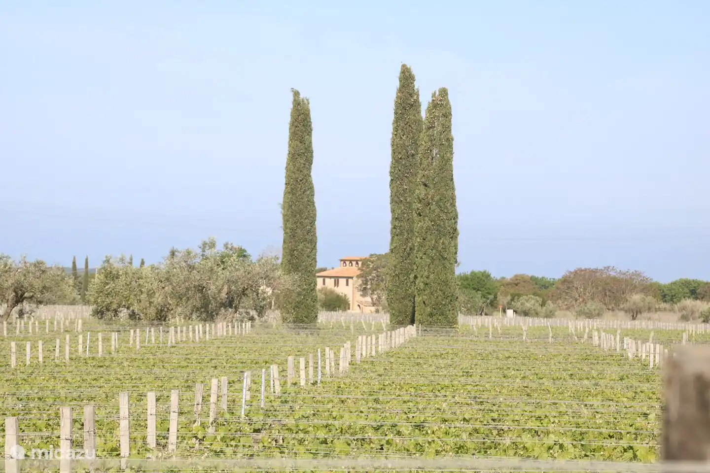 Naast ons huis ligt een groot wijnveld van 50ha