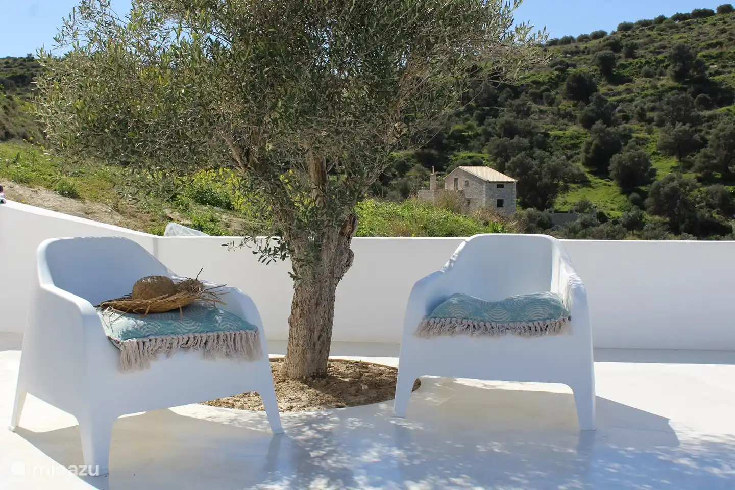 Onze eigen olijfboom