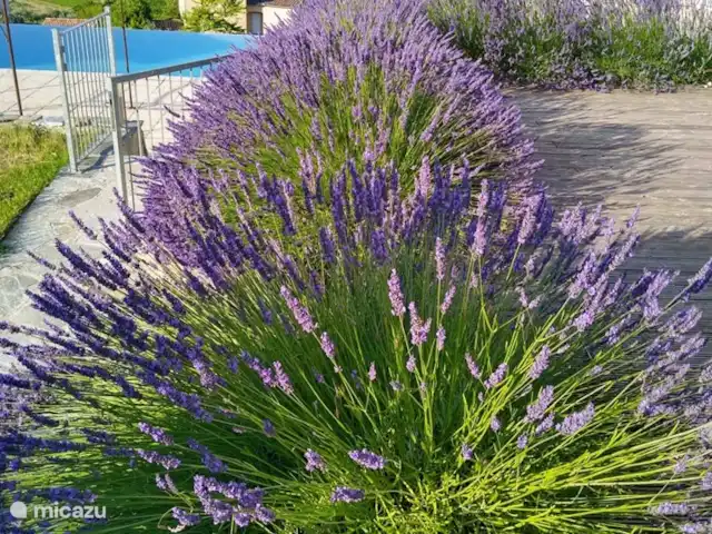 Location de Vacances France, Ardèche, Chambonas, villa - Gîte du Mas de Vignal Belle lavande