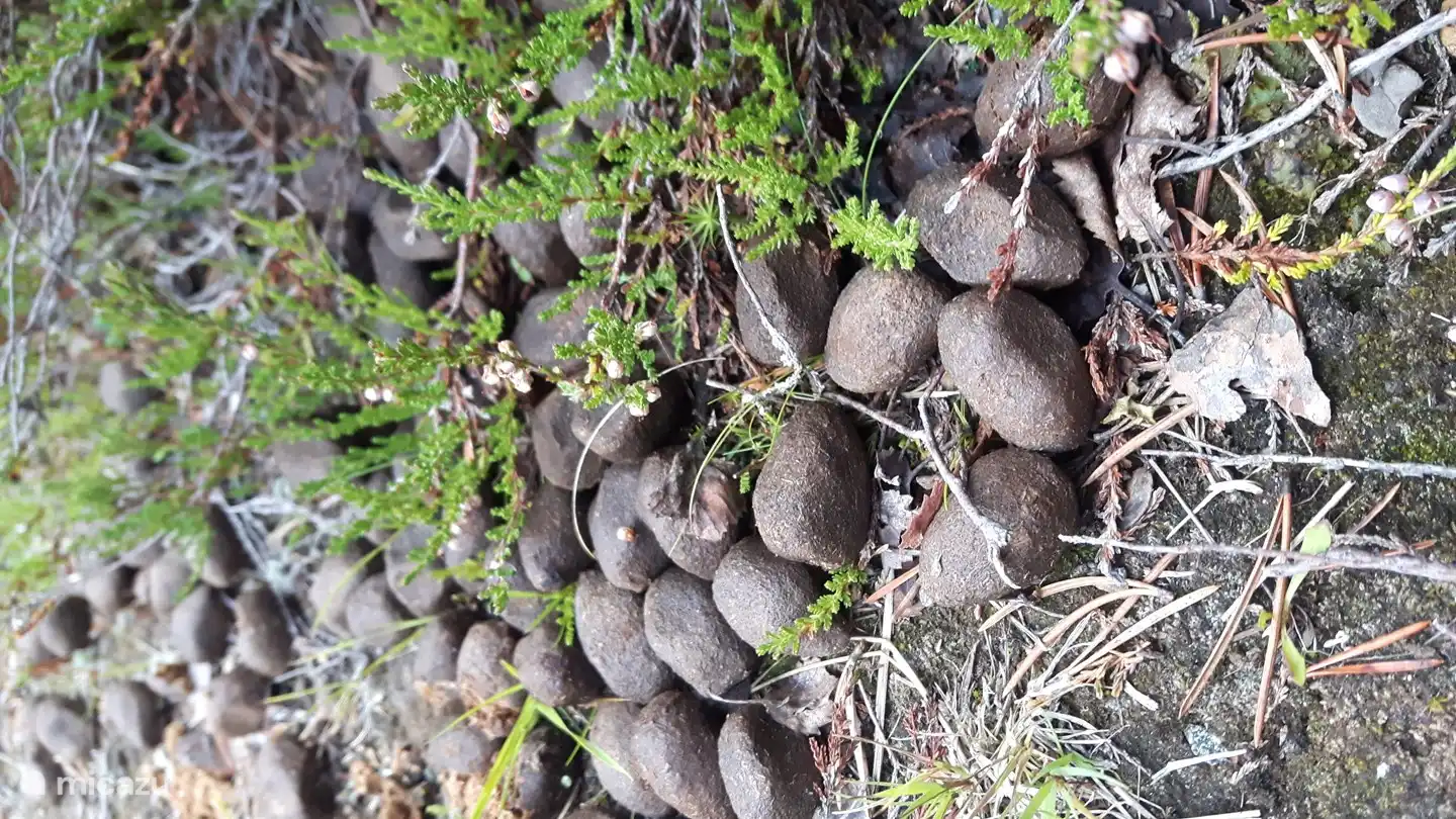 Suche nach Tierspuren.