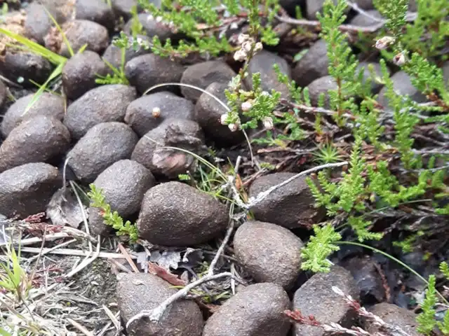 Location de Vacances Suède, Värmland, Nykroppa, maison de vacances - Maison GWEN en lac +service complet rechercher des traces d'animaux.