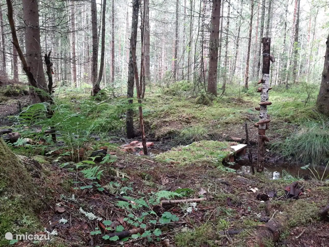 Der Wald in unserem Hinterhof.