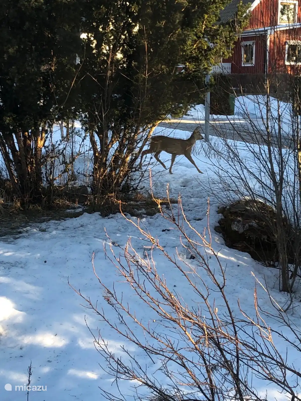 Rehe und andere Tiere, die im Garten spazieren gehen