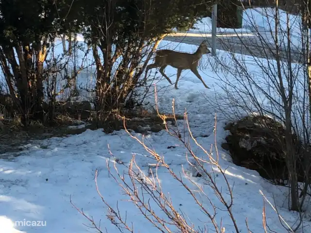 Location de Vacances Suède, Värmland, Nykroppa, maison de vacances - Maison GWEN en lac +service complet Cerfs et autres animaux se promenant dans le jardin