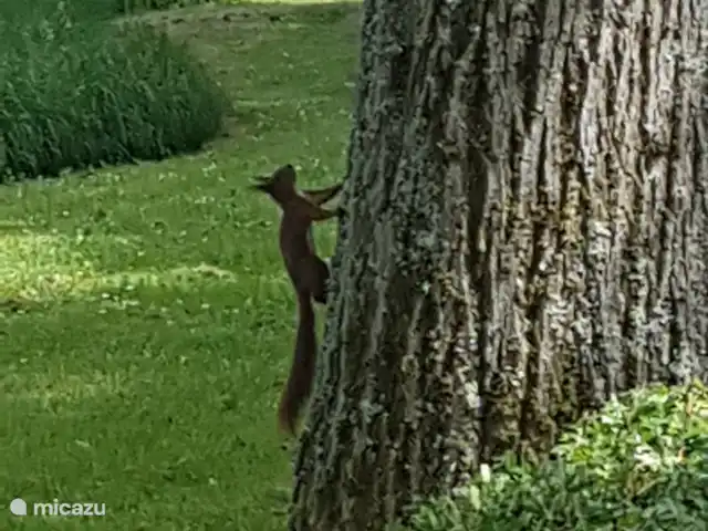 Location de Vacances Pays-Bas, Limbourg, Simpelveld, maison de vacances - Elisa De la chambre, de la cuisine et du salon, vous pouvez voir les écureuils jouer dans le jardin.