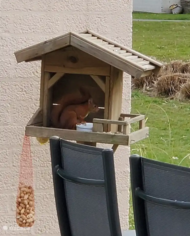 Eichhörnchen naschen die Nüsse im Garten des angrenzenden Ferienhauses. Sie können diese schöne Statue bewundern, während Sie drinnen eine Tasse Kaffee genießen oder draußen im Garten sitzen.