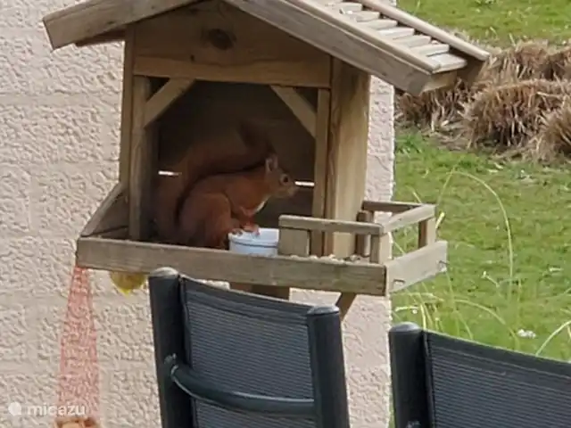 Location de Vacances Pays-Bas, Limbourg, Simpelveld, maison de vacances - Elisa Les écureuils grignotent les noix dans le jardin de la maison de vacances adjacente. Vous pouvez admirer cette belle statue tout en dégustant une tasse de café à l'intérieur ou assis à l'extérieur dans le jardin.