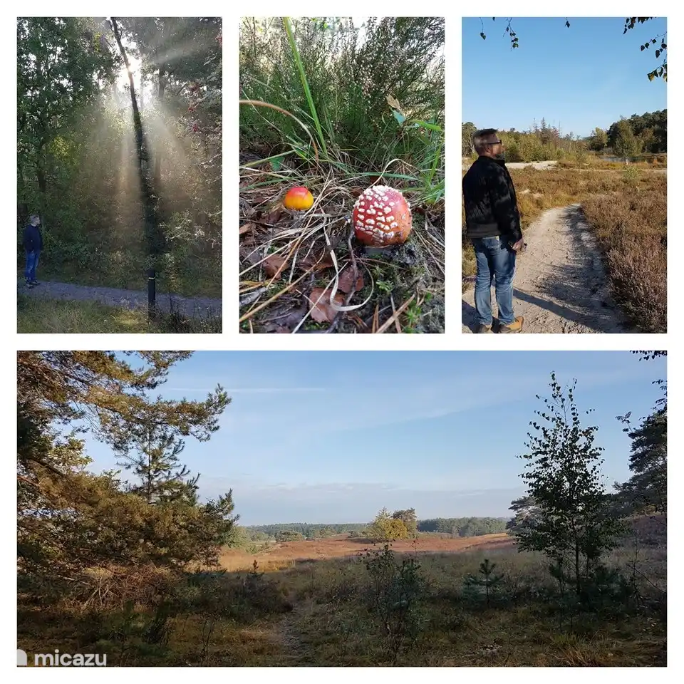 Ven, Sand, Heidekraut und Wald kommen auf der Brunssummerheide zusammen. Hier können Sie spazieren gehen. Und suchen Sie nach den schönsten Pilzen!