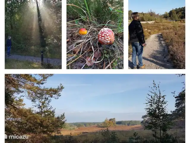 Location de Vacances Pays-Bas, Limbourg, Simpelveld, maison de vacances - Elisa Ven, sable, bruyère et forêt se rejoignent sur la Brunssummerheide. Vous pouvez vous promener ici. Et cherchez les plus beaux champignons !