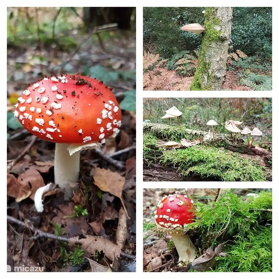 Sie können einen schönen Spaziergang in den Vijlenerbos machen. Vielleicht mit Kaffee oder Mittagessen im Panting Deer? 