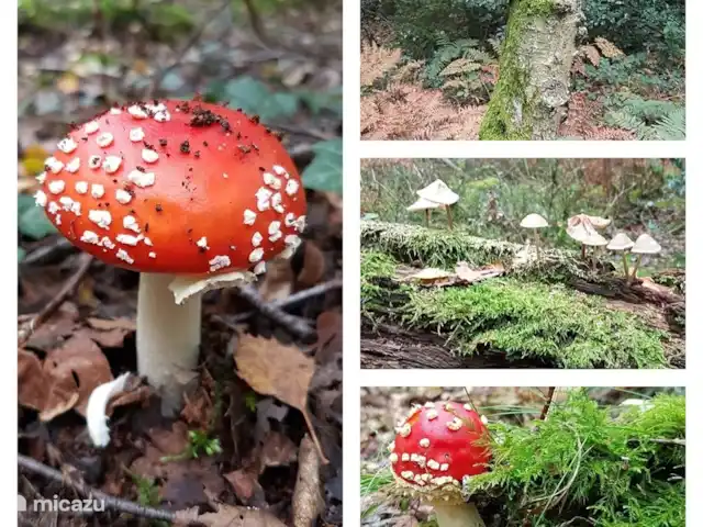 Location de Vacances Pays-Bas, Limbourg, Simpelveld, maison de vacances - Elisa Vous pouvez faire une belle promenade dans le Vijlenerbos. Nous recommandons le cerf haletant comme endroit où s'arrêter!