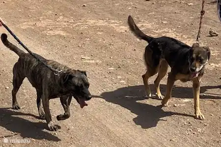 Marcher avec les chiens du refuge pour chiens