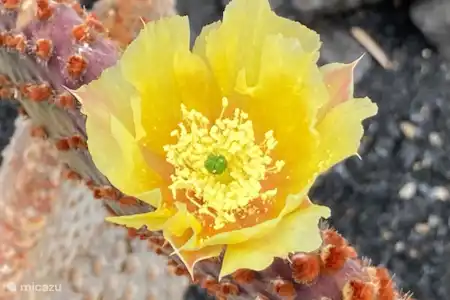 Le jardin des cactus