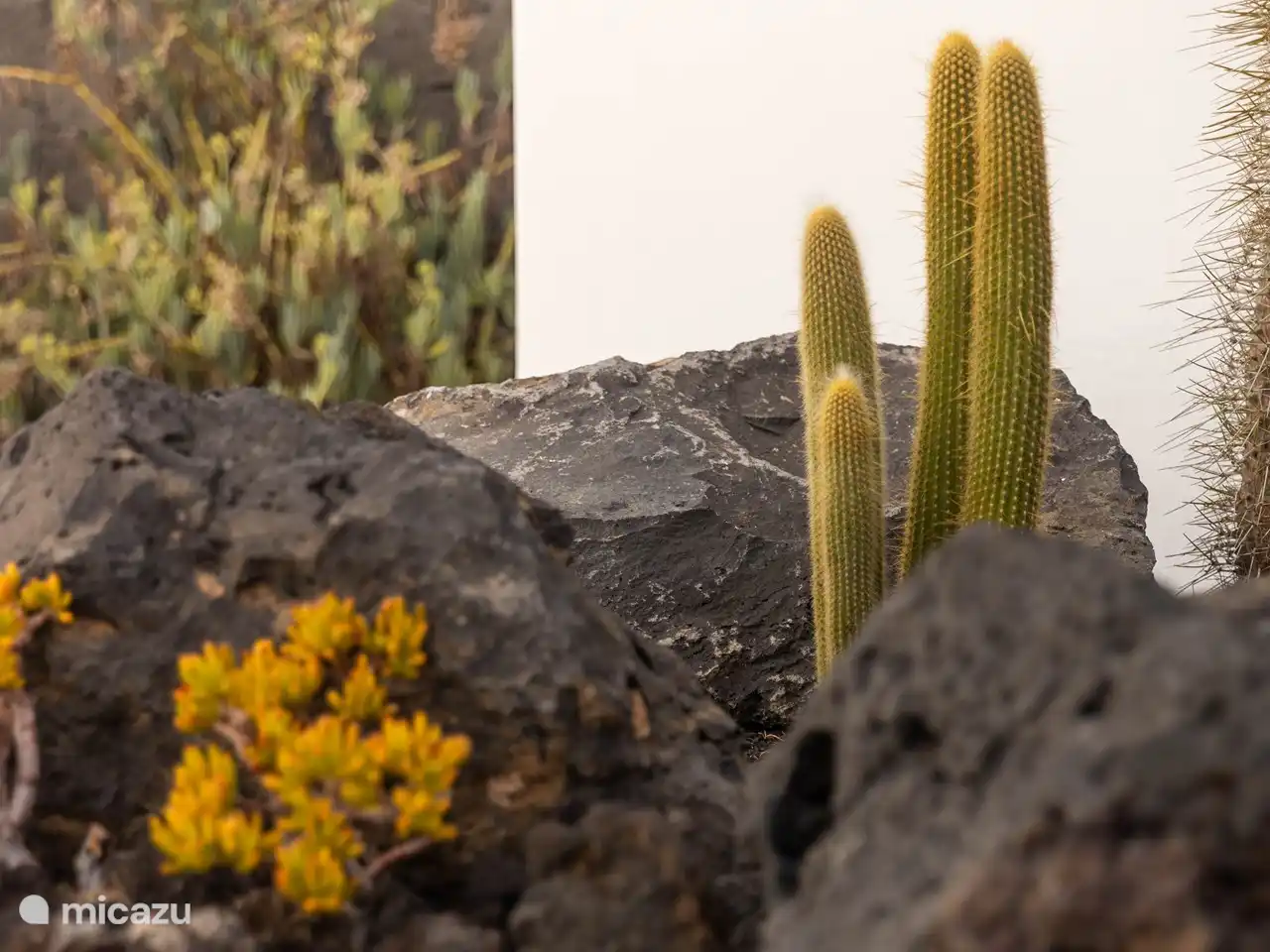 Detail from the front garden.