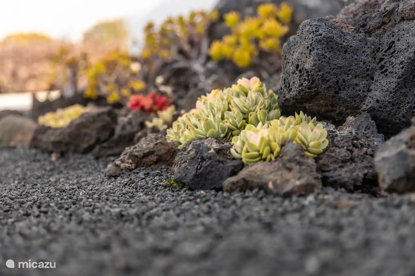 Detail from the front garden.