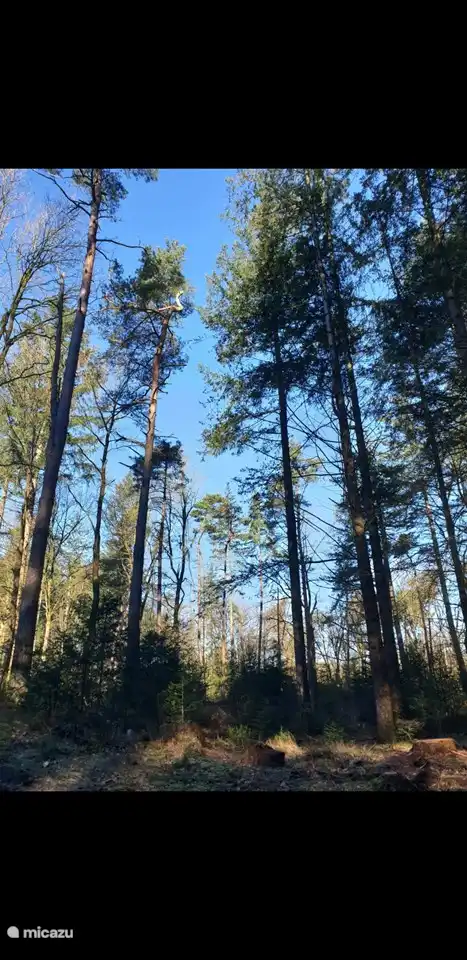 El jardín trasero, el hermoso bosque antiguo