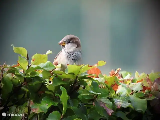Vous rencontrerez divers oiseaux autour de la maison de vacances.