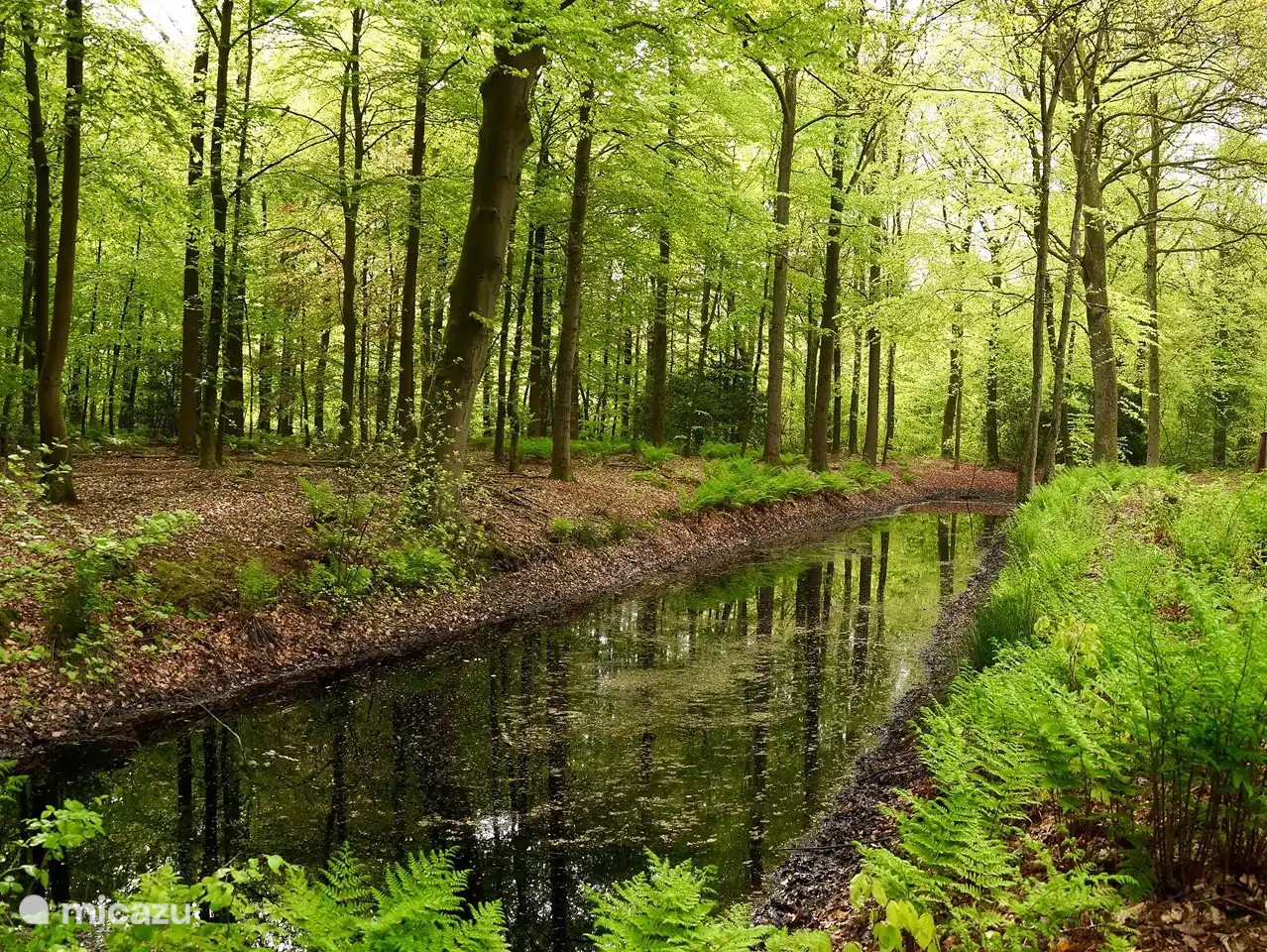 Le Harseveld, une forêt à 200 mètres de la maison de vacances. Cette forêt jouxte la maison éclusière.