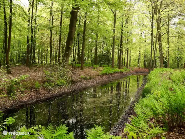Vakantiehuis de Kampstede huren in Nederland, Overijssel, Denekamp - appartement Het Harseveld, een bos op 200 meter van het vakantiehuis. Dit bos is naast het sluishuisje.