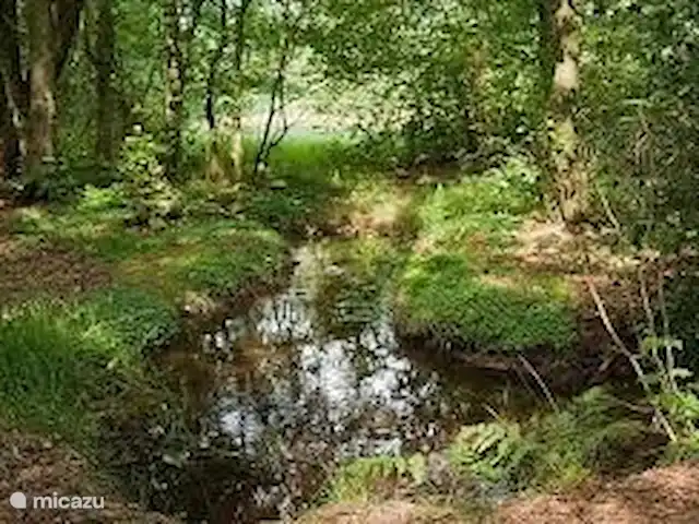 Vakantiehuis de Kampstede huren in Nederland, Overijssel, Denekamp - appartement Natuurgebied het Springendal, vlakbij Ootmarsum. Ook een prachtig gebied om te wandelen en fietsen.
