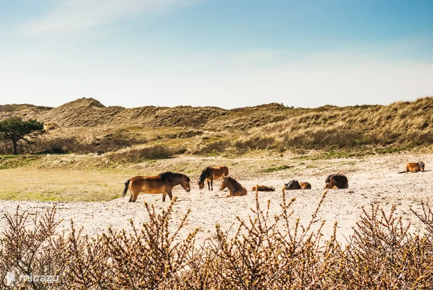 Les dunes de la Hollande du Nord sont situées au nord et au sud d'Egmond aan Zee
