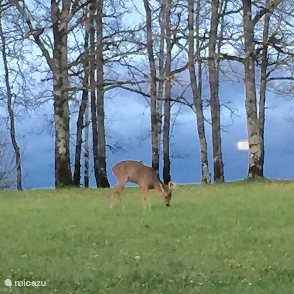 Hirsche grasen im Morgengrauen im Garten.