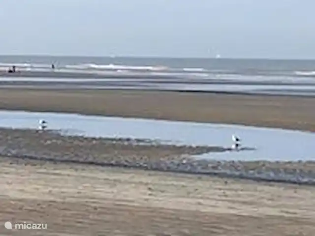 Het Coincidence: un oasis de paz en Bélgica, Costa Belga, Oostduinkerke - casa vacacional playa de newport