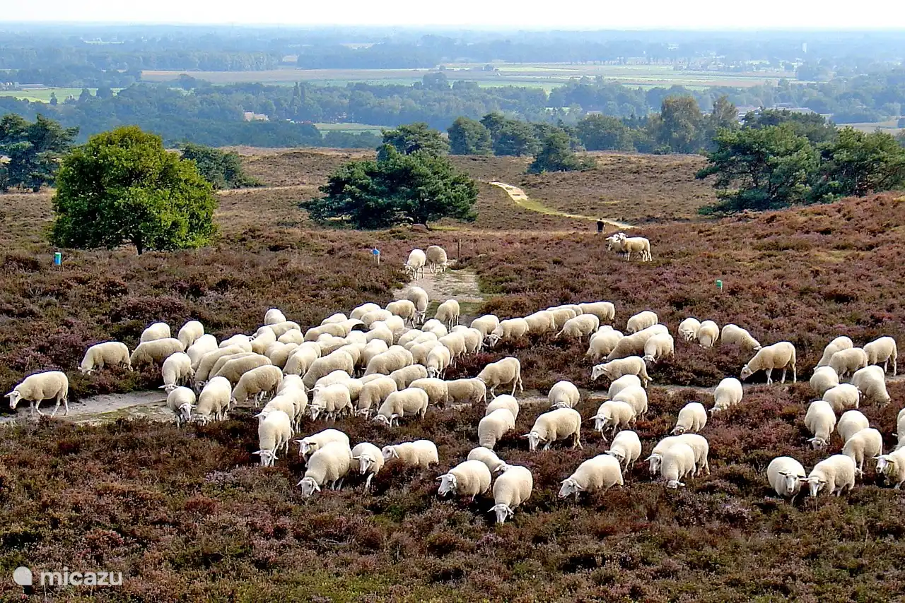 Les amoureux de la nature peuvent également profiter du parc naturel De Sallandse Heuvelrug, situé à proximité, près d'Ommen.