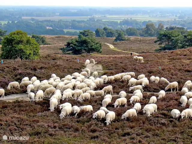 Casa de vacaciones Twente en Países Bajos, Overijssel, Westerhaar - villa Los amantes de la naturaleza también pueden disfrutar del cercano parque natural De Sallandse Heuvelrug, cerca de Ommen.