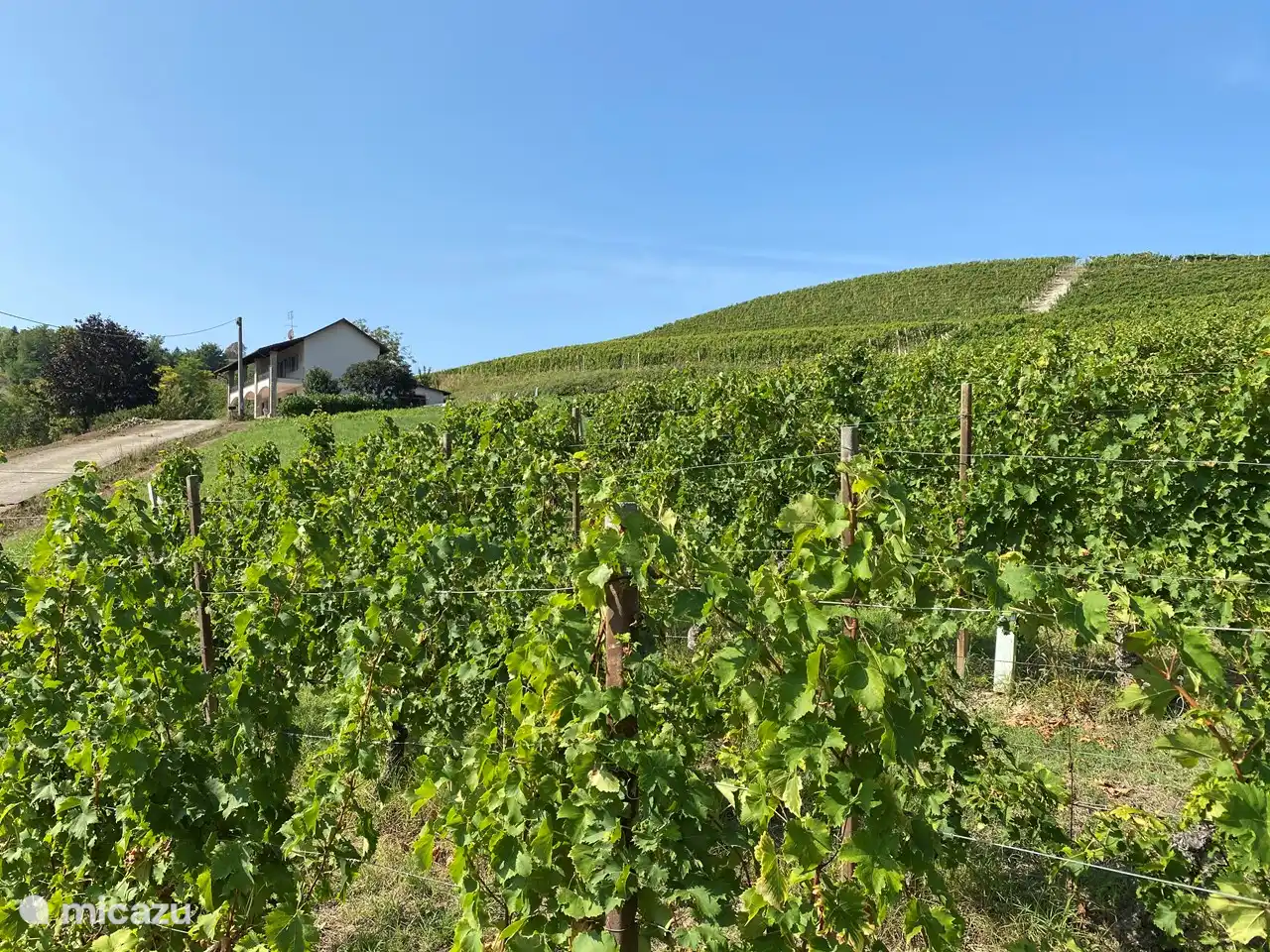 Puedes caminar a todas partes a través de los viñedos.