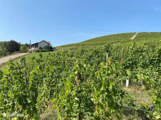 Nel Vigneto huren in Italië, Piëmont, Canelli - vakantiehuis Je mag overal wandelen door de wijngaarden.