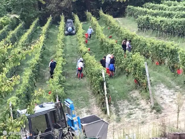 Nel Vigneto huren in Italië, Piëmont, Canelli - vakantiehuis De druivenpluk in september.