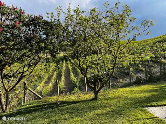 Nel Vigneto huren in Italië, Piëmont, Canelli - vakantiehuis Tussen de wijngaarden.
