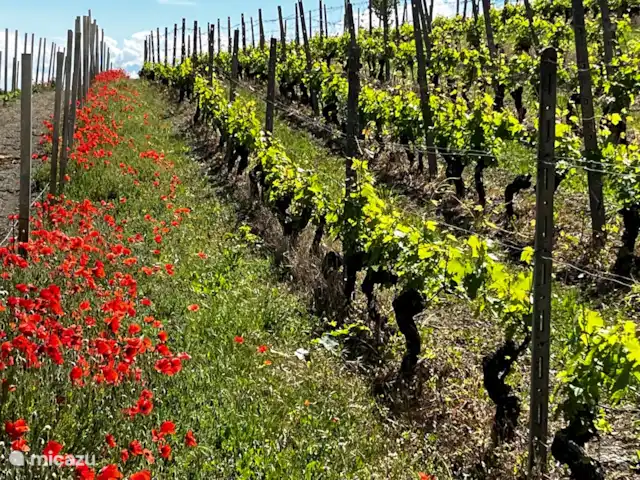 Nel Vigneto huren in Italië, Piëmont, Canelli - vakantiehuis Overal klaprozen in het voorjaar.