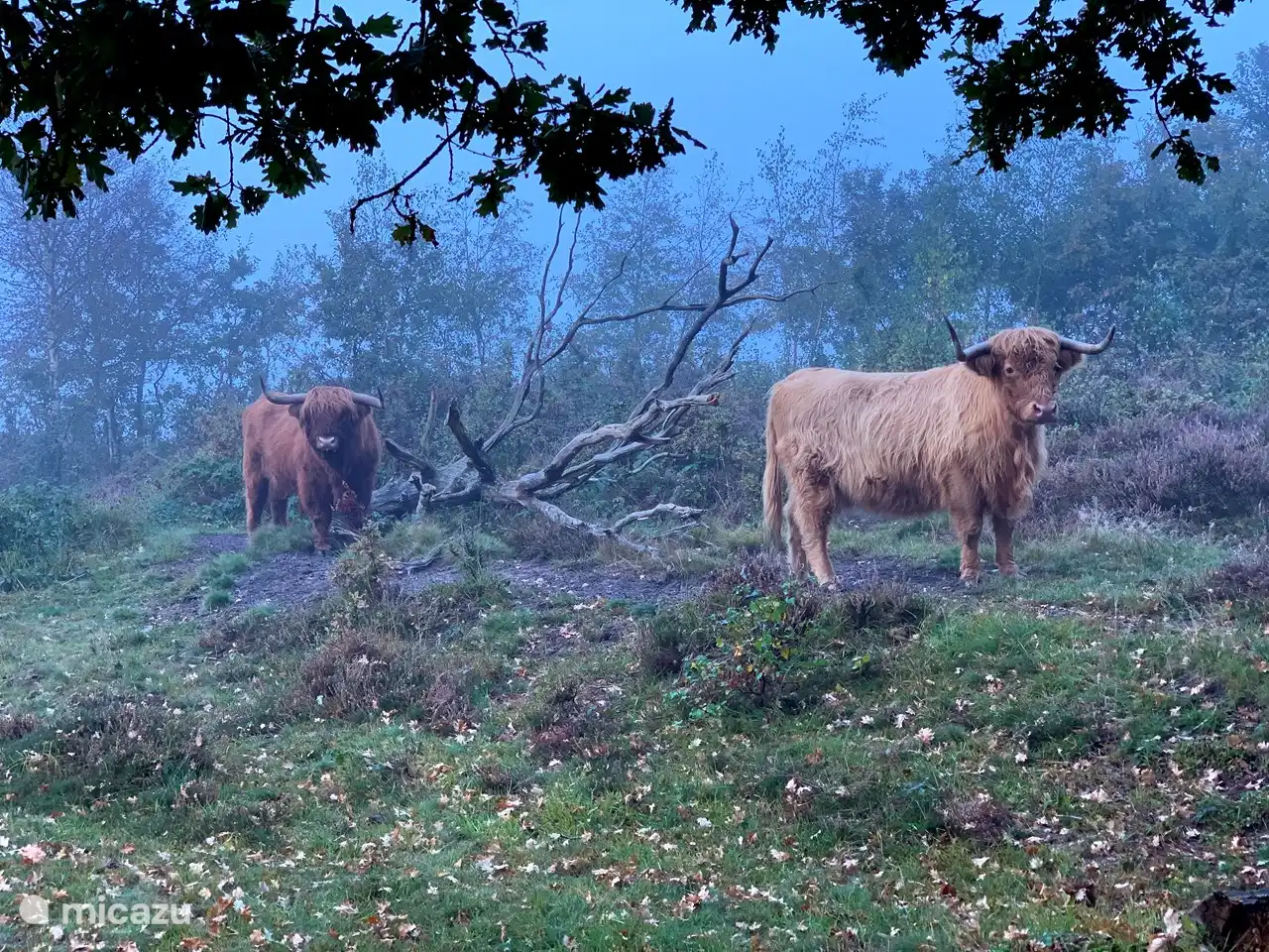 Sie können diesen Weidetieren rund um das Zwarte Gat begegnen. 