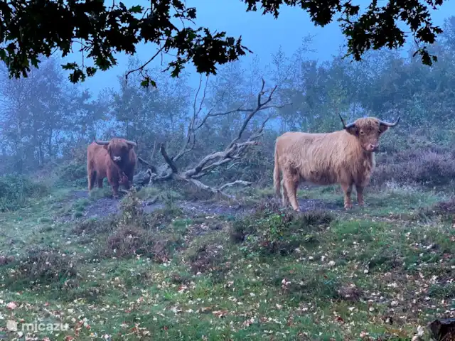 Huuske Woeste Wolden | Pays-Bas, Drenthe, Zuidwolde - maison de vacances Vous pouvez rencontrer ces brouteurs autour du Zwarte Gat.